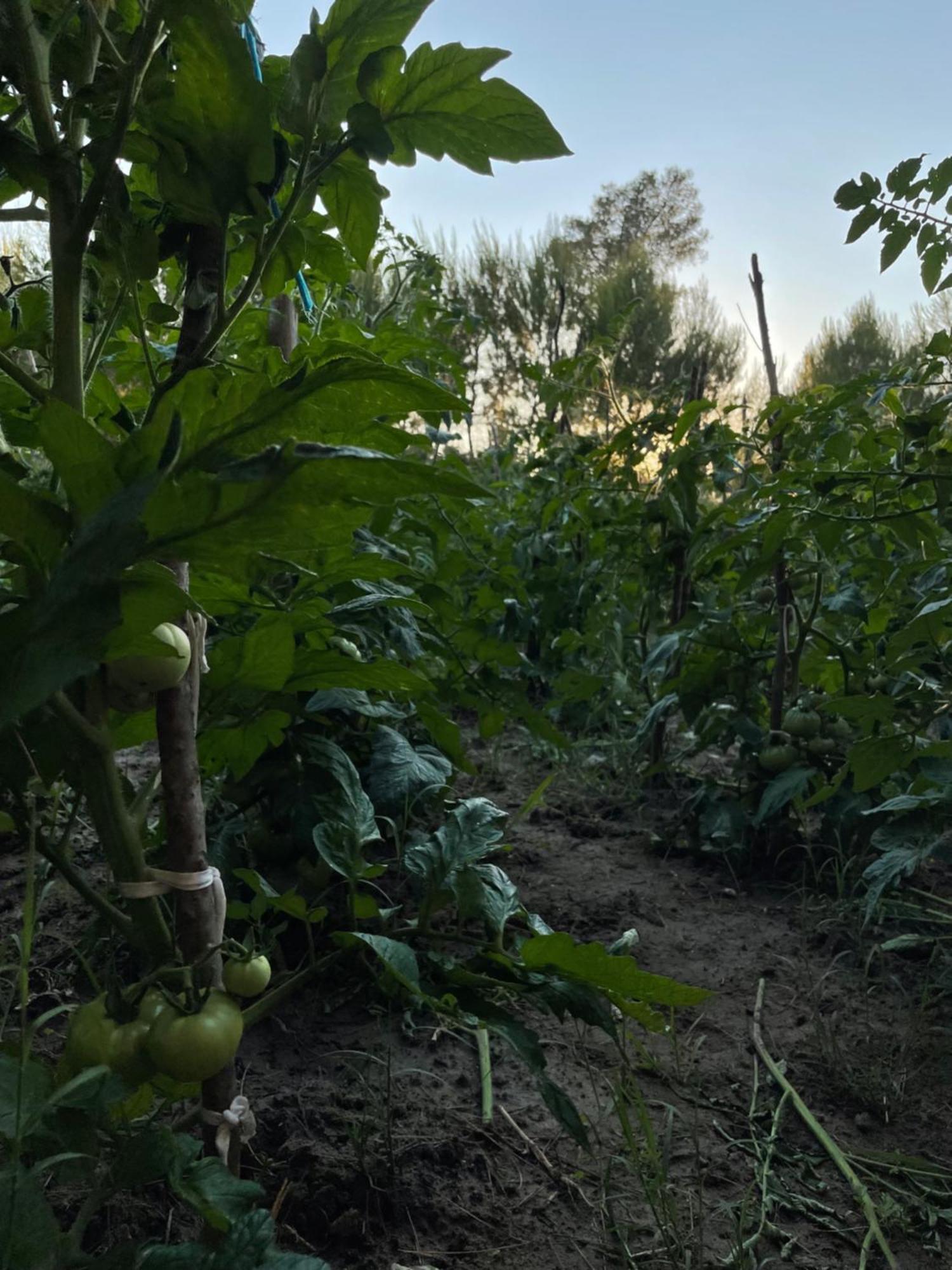 Agroturizem Eldi Hotel Fier Buitenkant foto